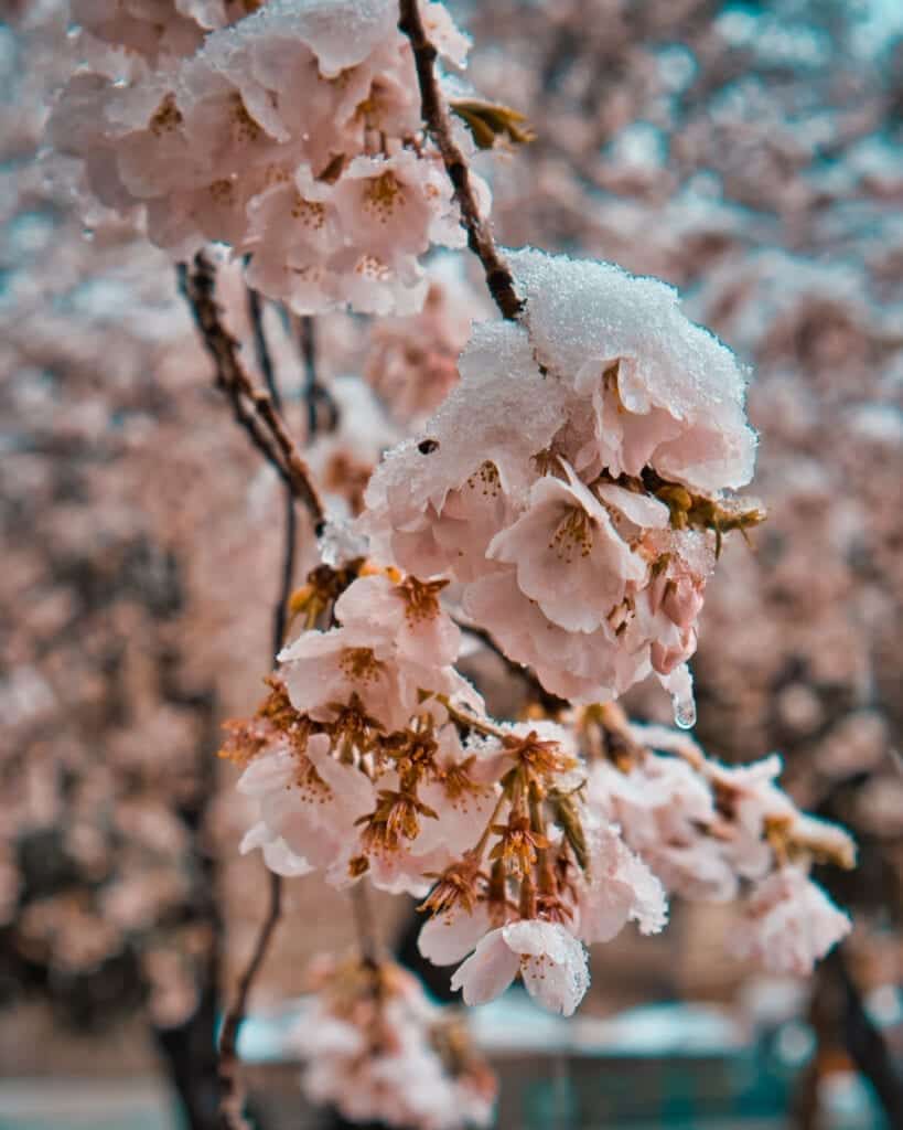 Detalles del sakura con nieve
