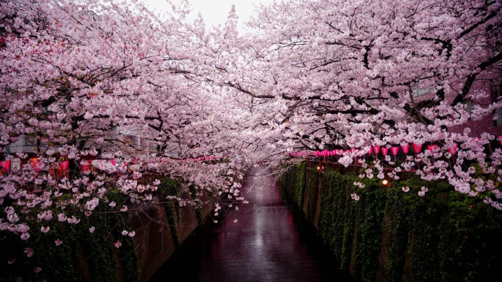 Meguro, uno de los lugares con flores del sakura en Tokio