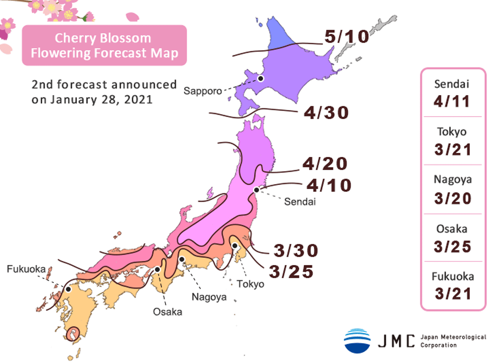 La predicción del florecimiento del sakura es esencial para los hanami