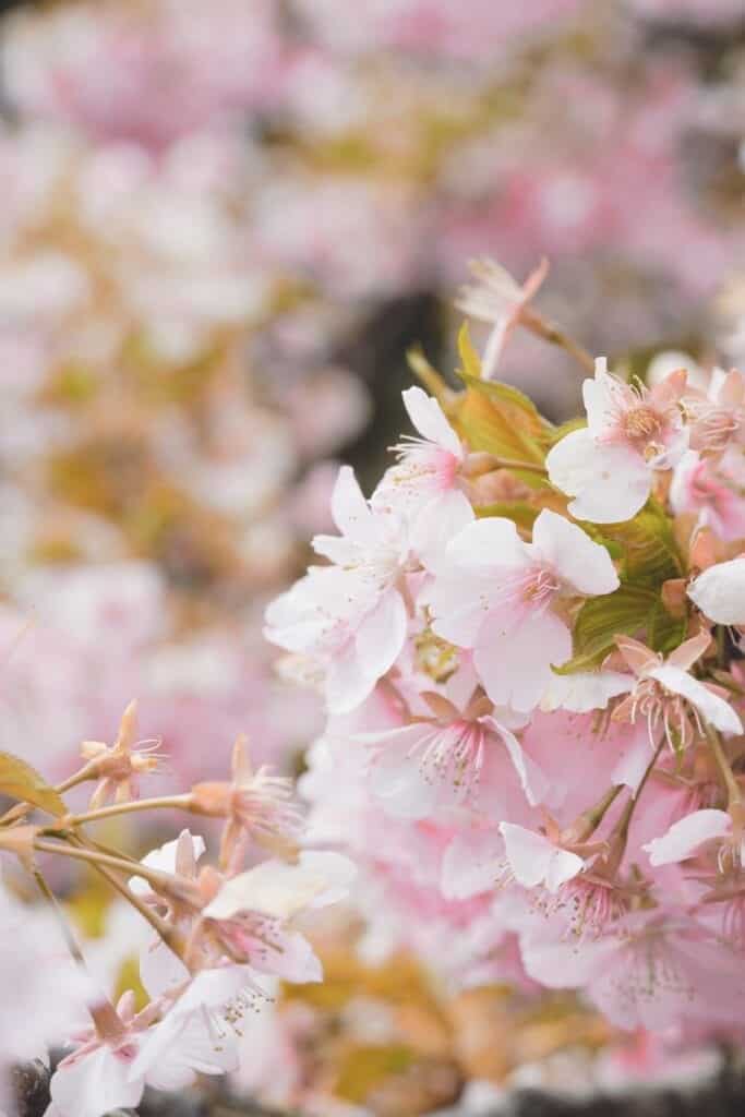 Detalle de los pétalos de la flor del cerezo