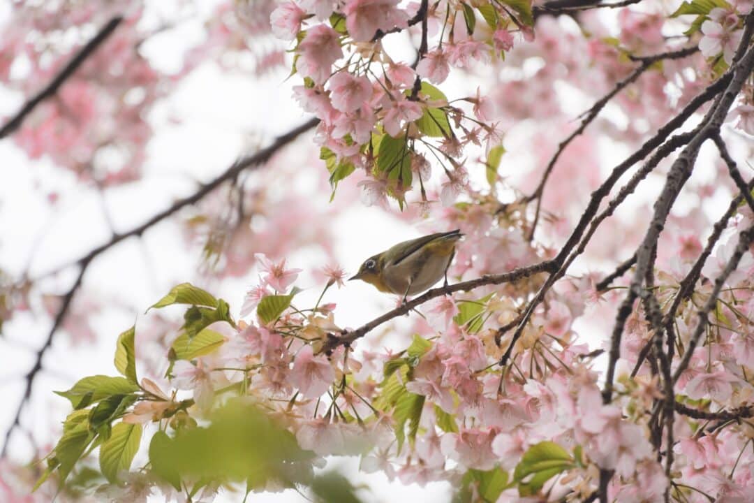 Primavera en Tokio: el HANAMI y las FLORES DEL CEREZO ????