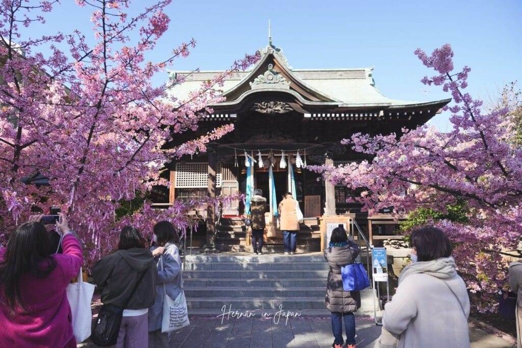 Vista general del Sakura Jingu
